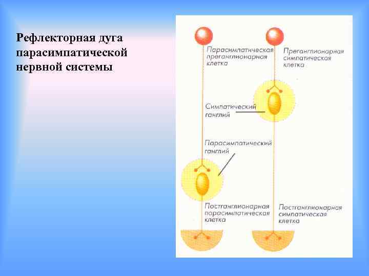 Рефлекторная дуга парасимпатической нервной системы 
