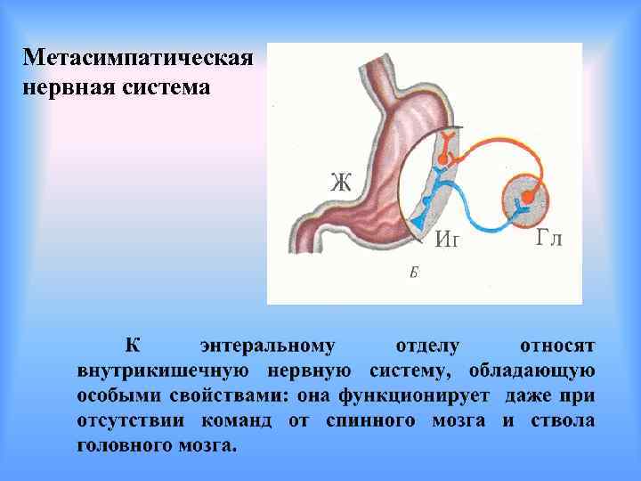 Энтеральная нервная система. Рефлекторная дуга метасимпатической системы. Метасимпатическая нервная система. Рефлекторная дуга метасимпатической ВНС. Роль метасимпатической нервной системы.