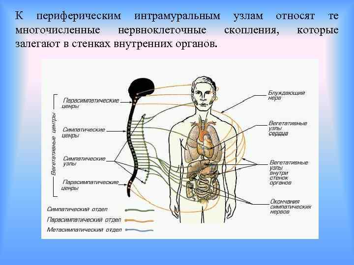 К периферическим интрамуральным узлам относят те многочисленные нервноклеточные скопления, которые залегают в стенках внутренних