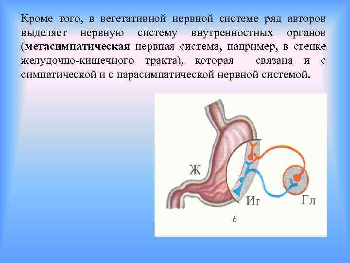 Кроме того, в вегетативной нервной системе ряд авторов выделяет нервную систему внутренностных органов (метасимпатическая