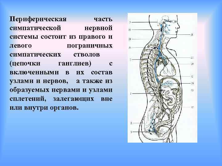 Периферическая часть симпатической нервной системы состоит из правого и левого пограничных симпатических стволов (цепочки