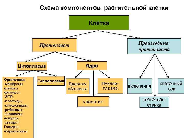 Схема компонентов растительной клетки Клетка Производные протопласта Протопласт Цитоплазма Органоиды: -мембраны клетки и органелл;