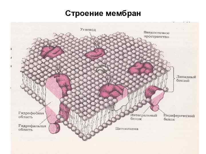 Строение мембран 