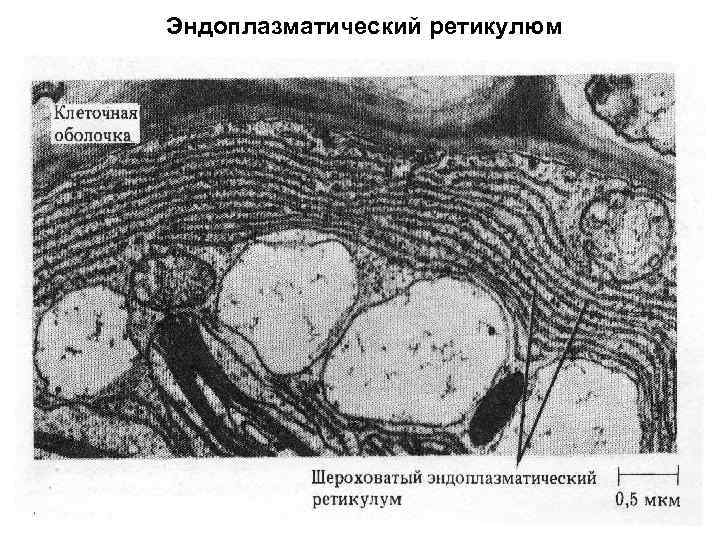 Эндоплазматический ретикулюм 