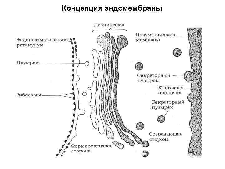 Концепция эндомембраны 