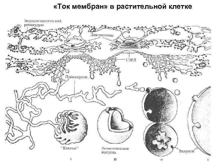  «Ток мембран» в растительной клетке 