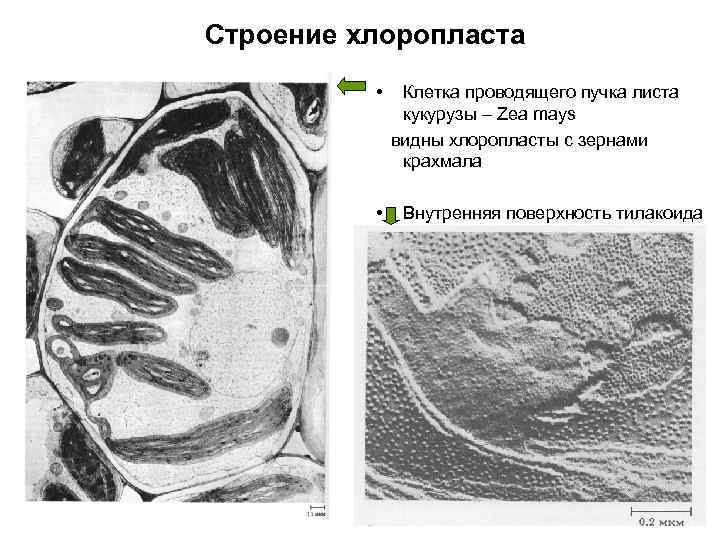 Строение хлоропласта • • Клетка проводящего пучка листа кукурузы – Zea mays видны хлоропласты