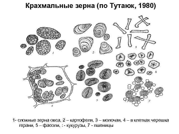 Крахмальные зерна (по Тутаюк, 1980) 1 - сложные зерна овса, 2 – картофеля, 3