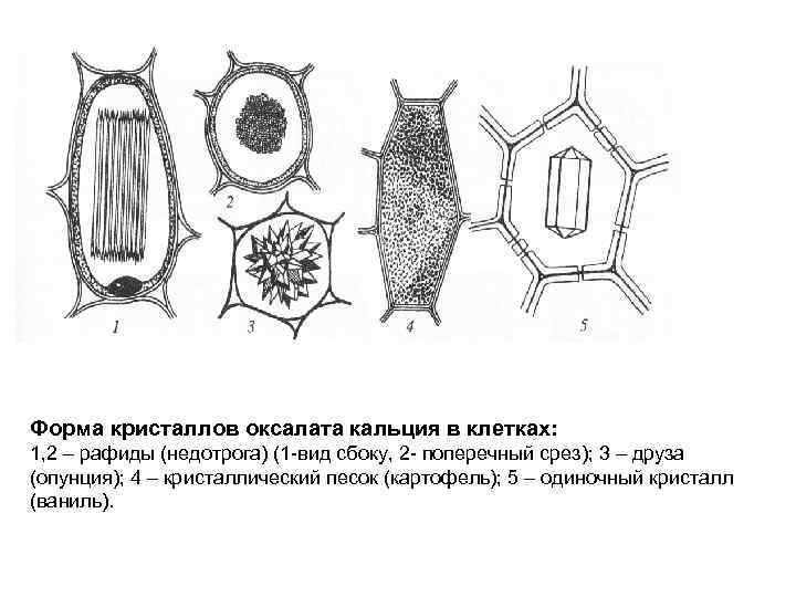 Форма кристаллов оксалата кальция в клетках: 1, 2 – рафиды (недотрога) (1 -вид сбоку,