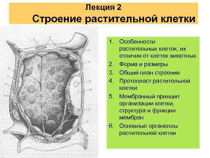 Растительная клетка особенности строения. Особенности растительной клетки. Особенности ра тительной клетки. Особенности строения растительной клетки. Особенности морфологии растительной клетки.