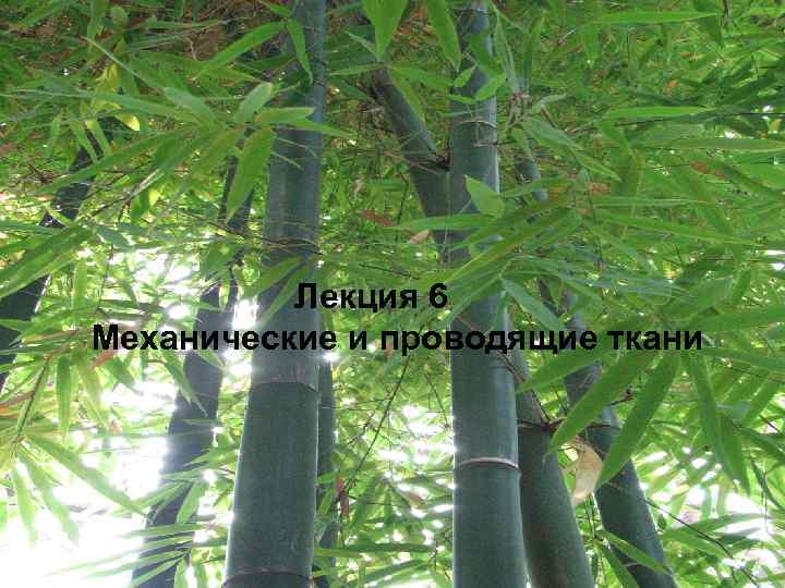 Лекция 6 Механические и проводящие ткани 