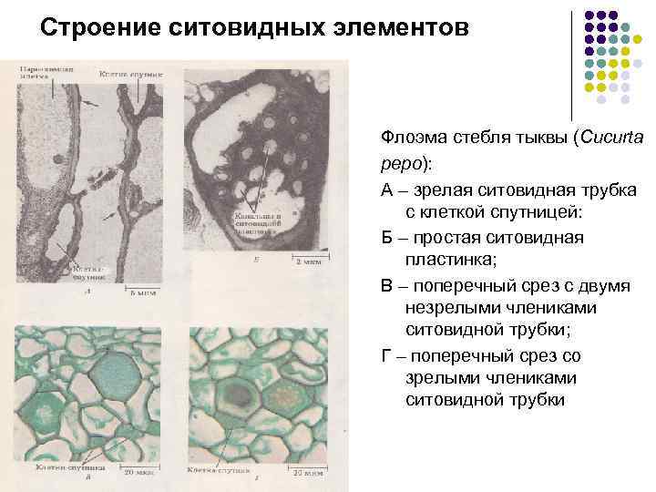Строение ситовидных элементов Флоэма стебля тыквы (Cucurta pepo): А – зрелая ситовидная трубка с