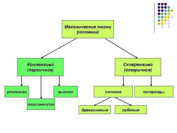 Заполните схему ткани растений