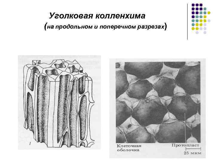 Уголковая колленхима (на продольном и поперечном разрезах) 