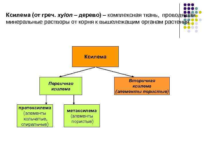 Ксилема (от греч. хylon – дерево) – комплексная ткань, проводящая минеральные растворы от корня