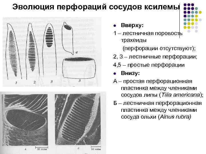 Эволюция перфораций сосудов ксилемы Вверху: 1 – лестничная поровость трахеиды (перфорации отсутствуют); 2, 3