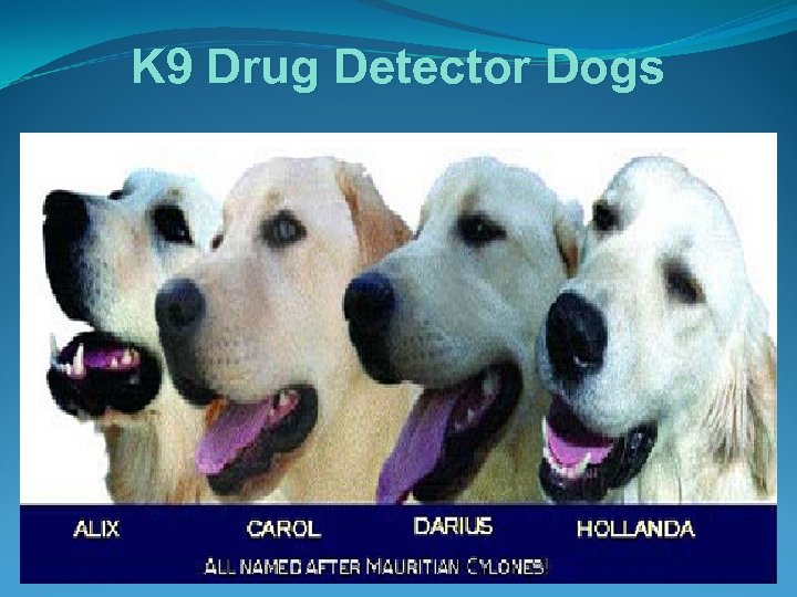 K 9 Drug Detector Dogs 