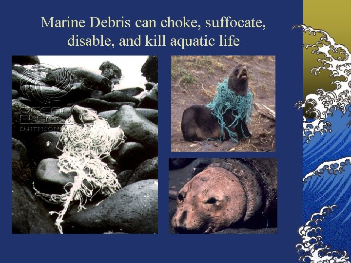 Marine Debris can choke, suffocate, disable, and kill aquatic life 