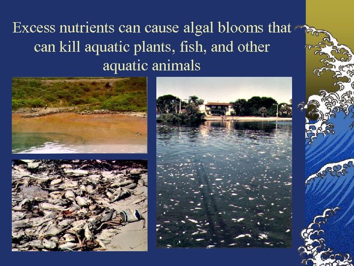 Excess nutrients can cause algal blooms that can kill aquatic plants, fish, and other
