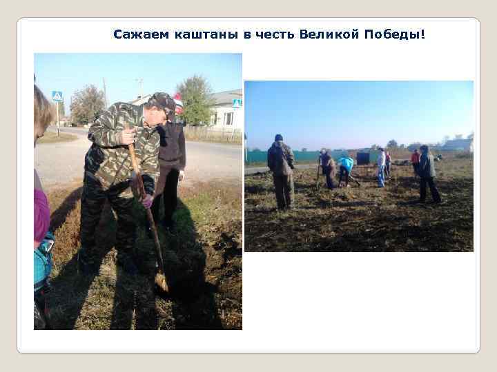 Сажаем каштаны в честь Великой Победы! 