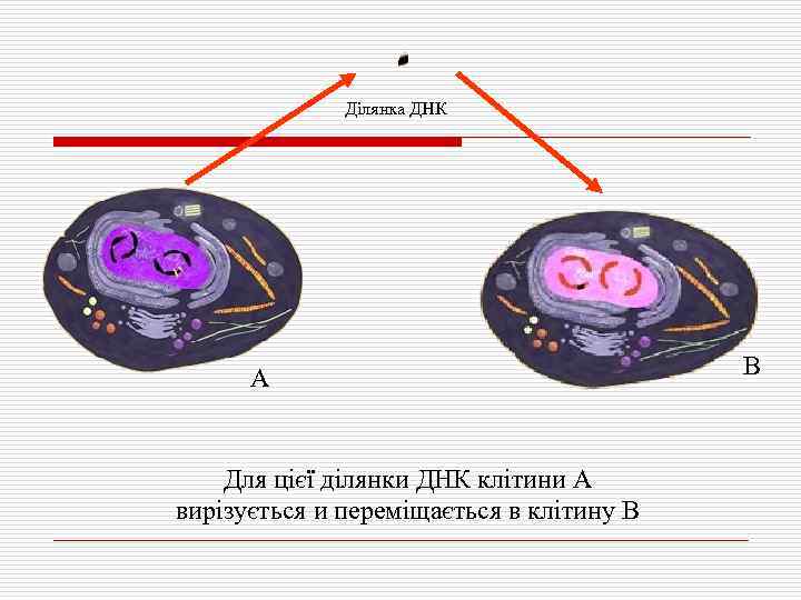 Ділянка ДНК А Для цієї ділянки ДНК клітини А вирізується и переміщається в клітину