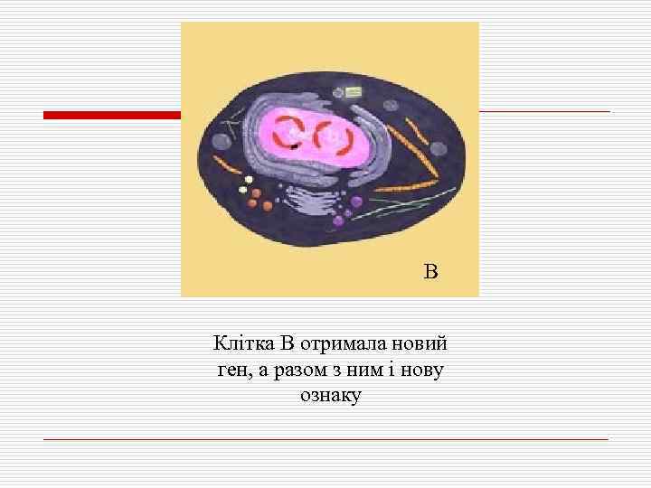 В Клітка В отримала новий ген, а разом з ним і нову ознаку 