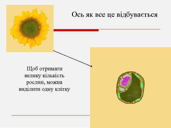 Ось як все це відбувається Щоб отримати велику кількість рослин, можна виділити одну клітку