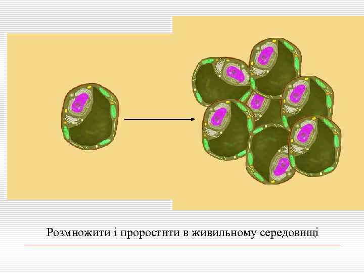 Розмножити і проростити в живильному середовищі 