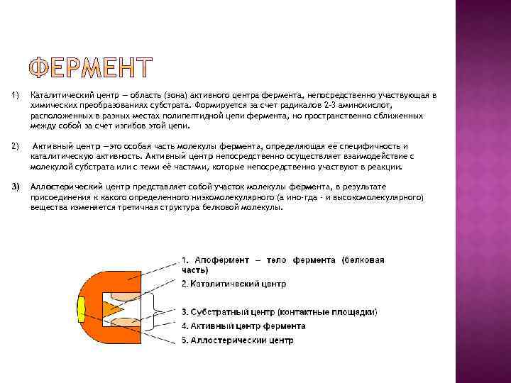 1) Каталитический центр — область (зона) активного центра фермента, непосредственно участвующая в химических преобразованиях