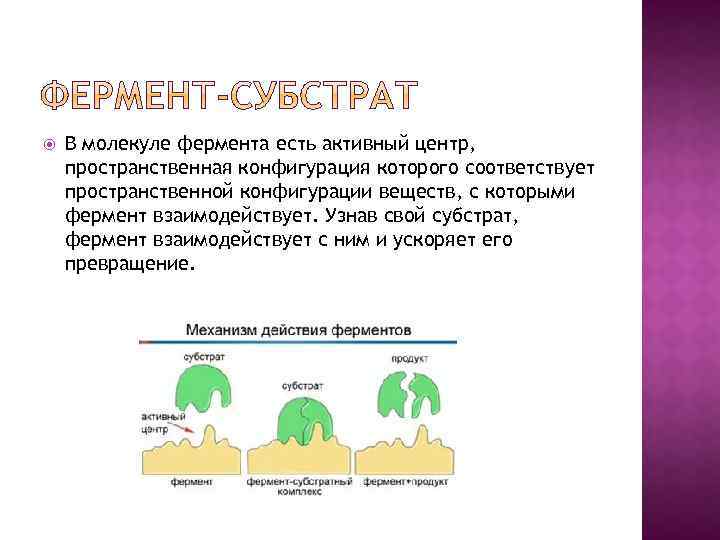  В молекуле фермента есть активный центр, пространственная конфигурация которого соответствует пространственной конфигурации веществ,