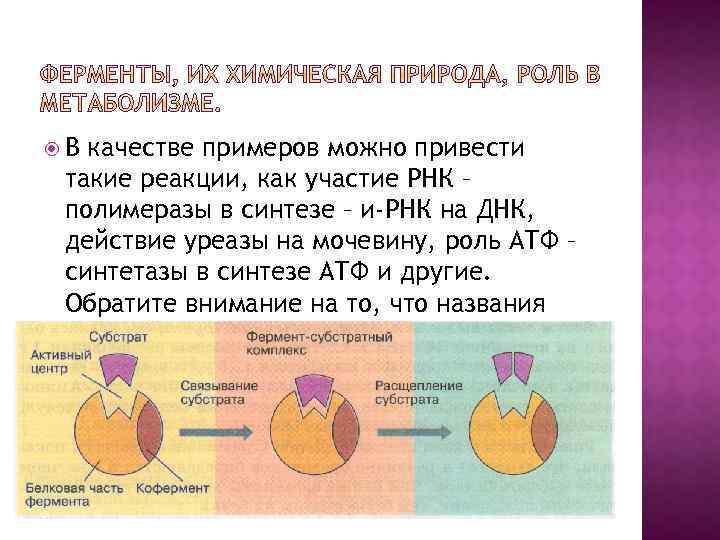  В качестве примеров можно привести такие реакции, как участие РНК – полимеразы в