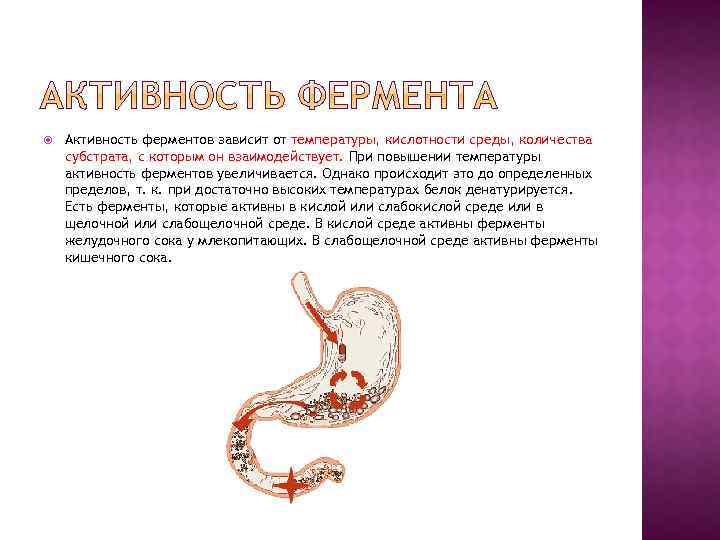  Активность ферментов зависит от температуры, кислотности среды, количества субстрата, с которым он взаимодействует.