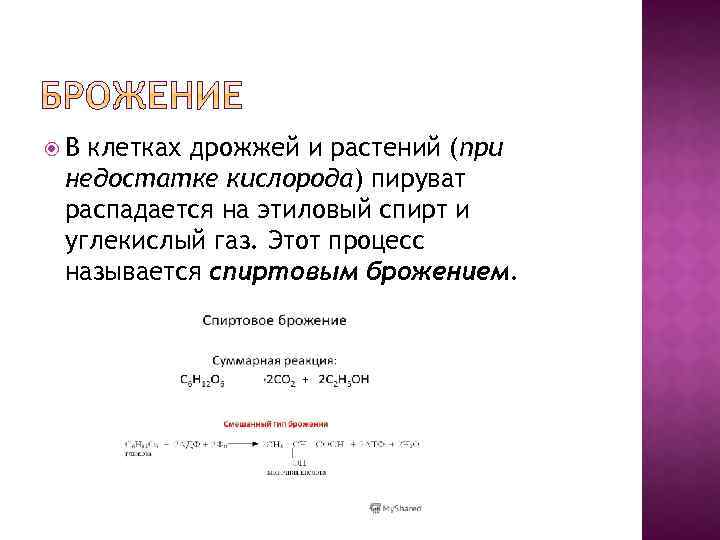  В клетках дрожжей и растений (при недостатке кислорода) пируват распадается на этиловый спирт
