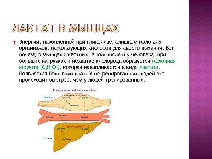  Энергии, накопленной при гликолизе, слишком мало для организмов, использующих кислород для своего дыхания.