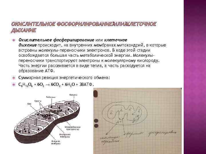  Окислительное фосфорилирование или клеточное дыхание происходит, на внутренних мембранах митохондрий, в которые встроены