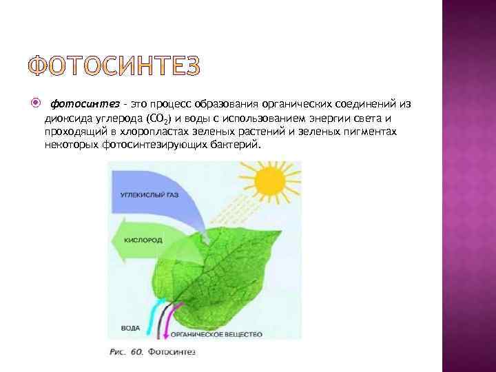  фотосинтез – это процесс образования органических соединений из диоксида углерода (СО 2) и