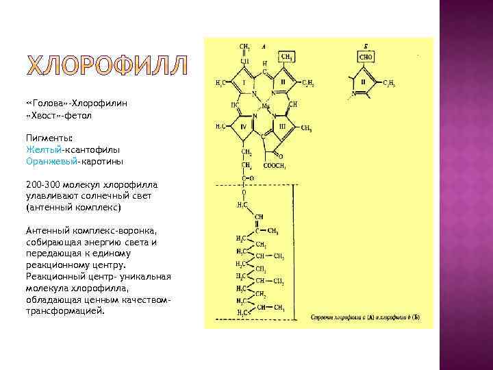  «Голова» -Хлорофилин «Хвост» -фетол Пигменты: Желтый-ксантофилы Оранжевый-каротины 200 -300 молекул хлорофилла улавливают солнечный