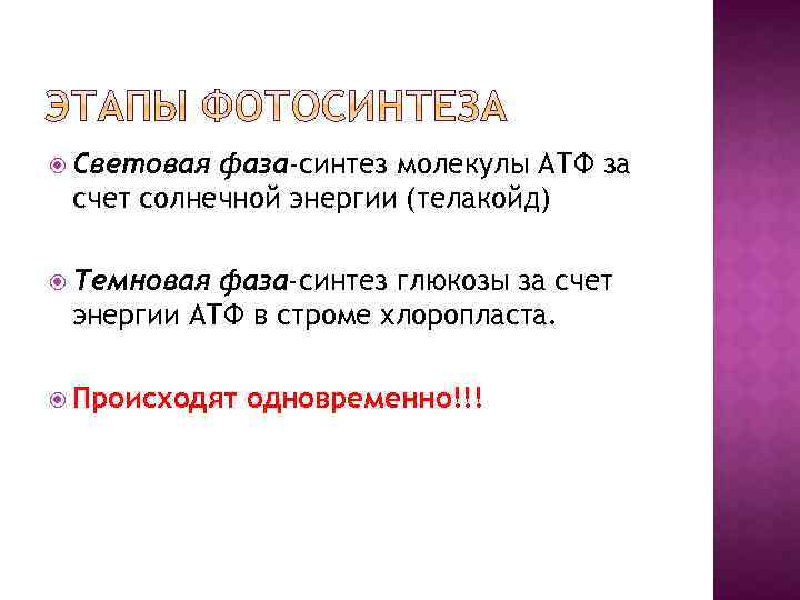  Световая фаза-синтез молекулы АТФ за счет солнечной энергии (телакойд) Темновая фаза-синтез глюкозы за
