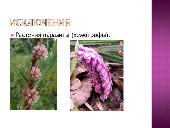  Растения паразиты (хемотрофы). 