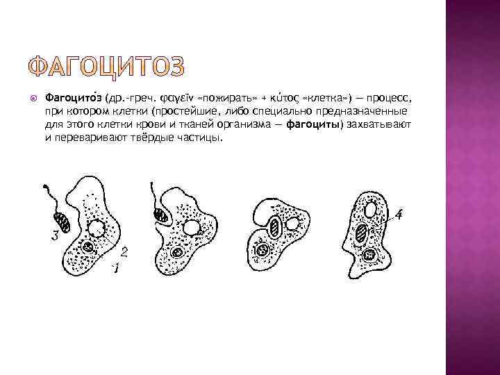  Фагоцито з (др. -греч. φαγεῖν «пожирать» + κύτος «клетка» ) — процесс, при