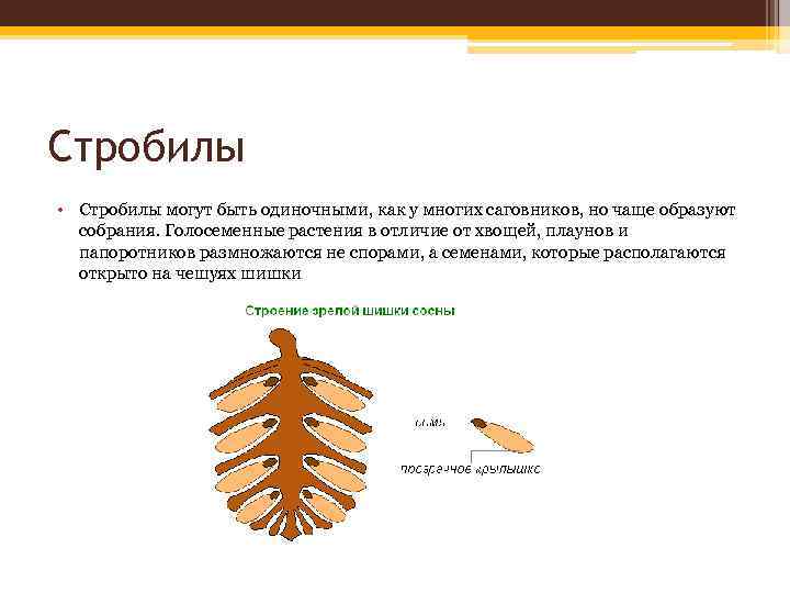 Строение семени шишки. Стробил папоротника. Женские шишки это в биологии. Семя шишки сосны строение. Строение хвощей и шишек.