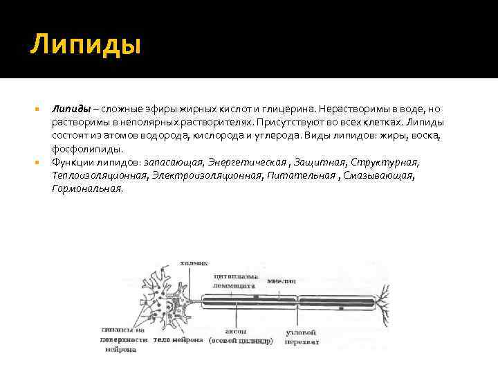 Липиды – сложные эфиры жирных кислот и глицерина. Нерастворимы в воде, но растворимы в