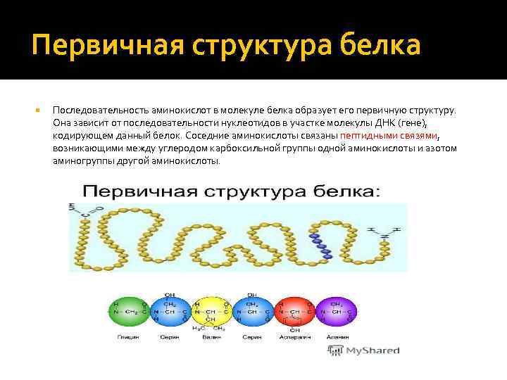 Первичная структура белка Последовательность аминокислот в молекуле белка образует его первичную структуру. Она зависит