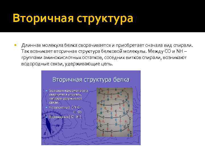 Вторичная структура Длинная молекула белка сворачивается и приобретает сначала вид спирали. Так возникает вторичная