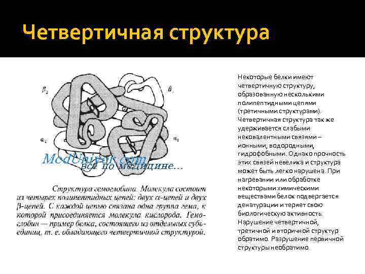 Четвертичная структура Некоторые белки имеют четвертичную структуру, образованную несколькими полипептидными цепями (третичными структурами). Четвертичная