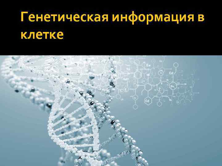 Генетическая информация в клетке 