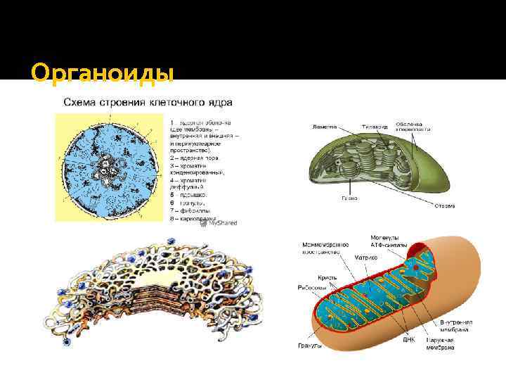 Органоиды 