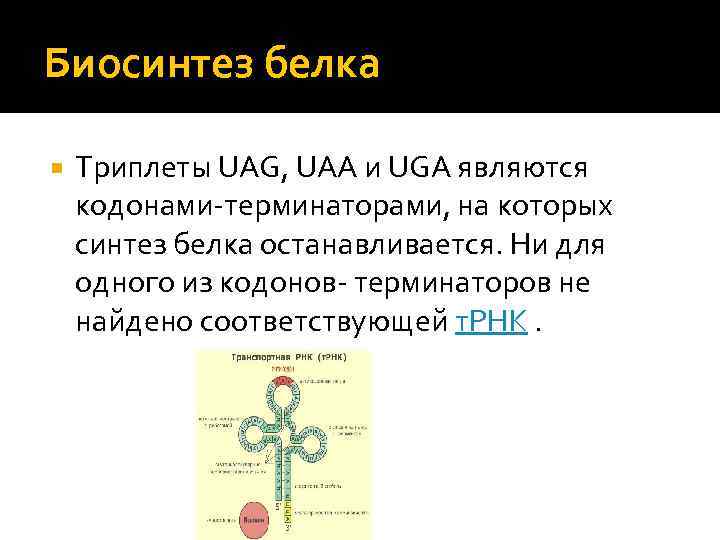 Биосинтез белка Триплеты UAG, UAA и UGA являются кодонами-терминаторами, на которых синтез белка останавливается.