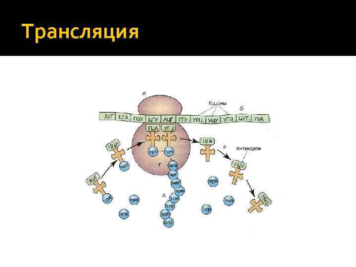 Трансляция 