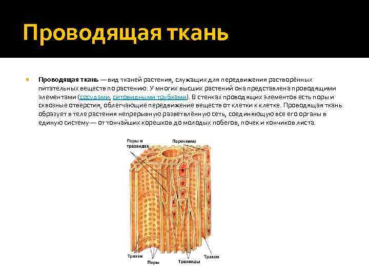 Проводящая ткань — вид тканей растения, служащих для передвижения растворённых питательных веществ по растению.